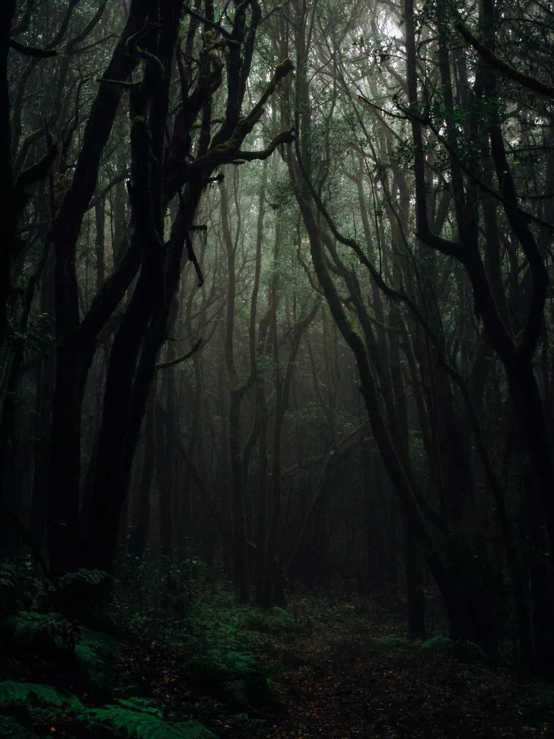 A forest path beneath mature trees